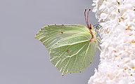 Common brimstone (Gonepteryx rhamni)